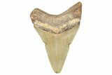Serrated, Juvenile Megalodon Tooth - North Carolina #364979-1